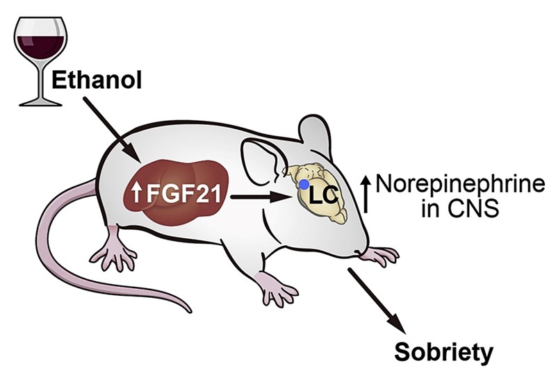 Miševi kojima je ubrizgan hormon FGF21 oporavili su koordinaciju i svijest dvostruko brže od miševa koji nisu primili injekciju