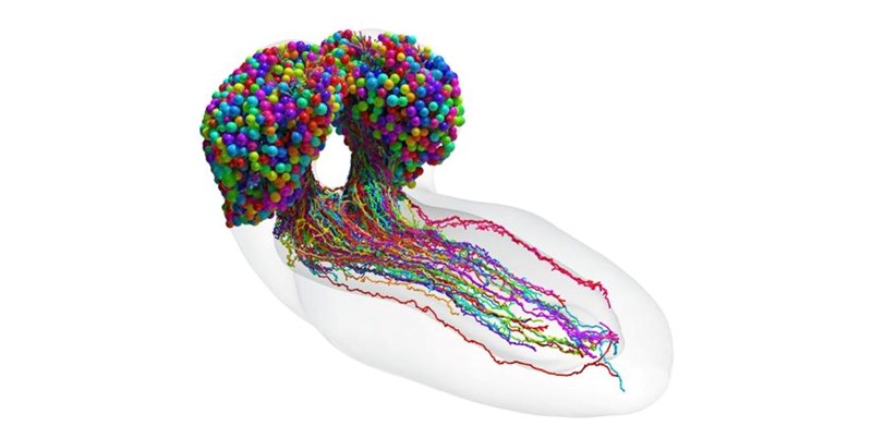 Istraživači su napravili prvu kartu koja prikazuje svaki pojedini neuron i kako su povezani u mozgu ličinke vinske mušice