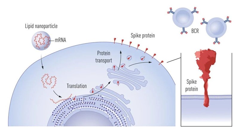 Proizvodnja spike-proteina (proteina šiljaka) nakon cijepljenja mRNA-cjepivom i prepoznavanje šiljka od strane B stanica: nakon unosa mRNA u stanice, potpomognutog lipidnim nanočesticama, mRNA djeluje kao predložak za proizvodnju šiljastih proteina. Šiljak se tada privremeno eksprimira na površini stanice, gdje ga prepoznaju B stanice putem svojih B staničnih receptora (BCR), stimulirajući izlučivanje antitijela specifičnih za šiljak