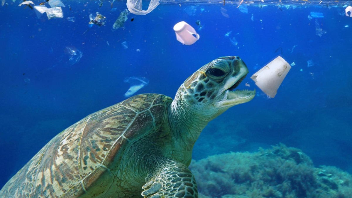 Kornjače su posebno ugrožene plastičnim otpadom u moru. U Jadranu svaka treća glavata želva unijela je u svoj organizam plastičan otpad 📷 https://thetimes.co.uk/
