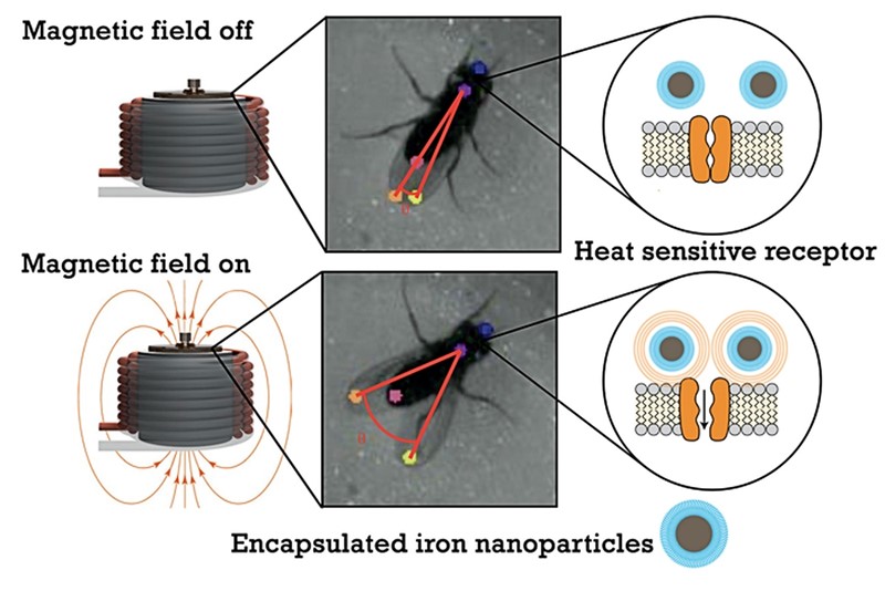 Kad su istraživači aktivirali magnetsko polje, nanočestice su magnetsku energiju pretvorile u toplinu, aktivirajući kanale i neurone