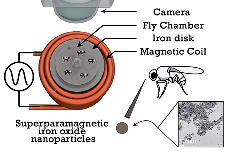 Muhama su ubrizgane nanočestice željeza koje pretvaraju magnetske signale u toplinu, aktivirajući neurone