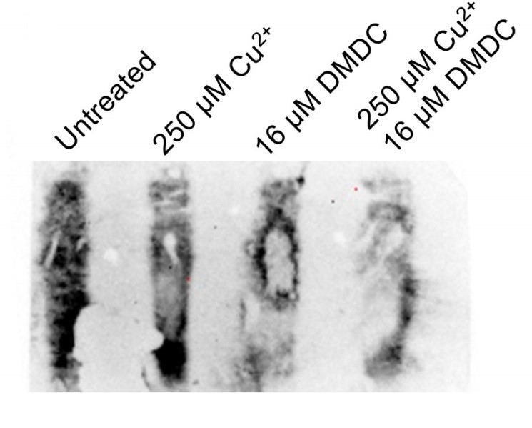 Bakar ometa formiranje kapsule bakterijske stanice