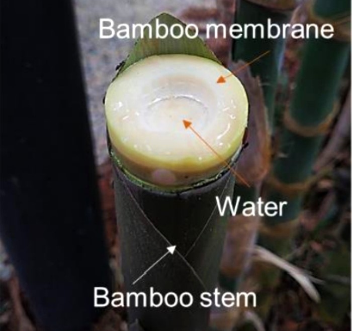 Tanka membrana omogućava ultrabrzi transport vode i hranjivih tvari kroz bambus koji raste brzinom od oko 40 mm na sat