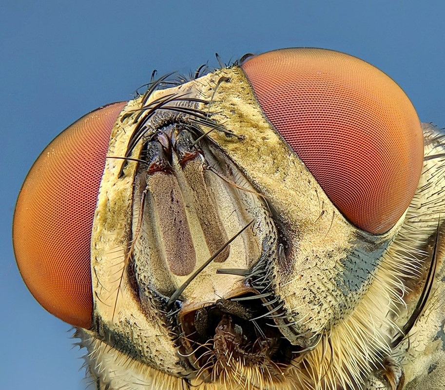 Mnogi kukci imaju složene oči geometrijskog oblika, u kojima je svako 