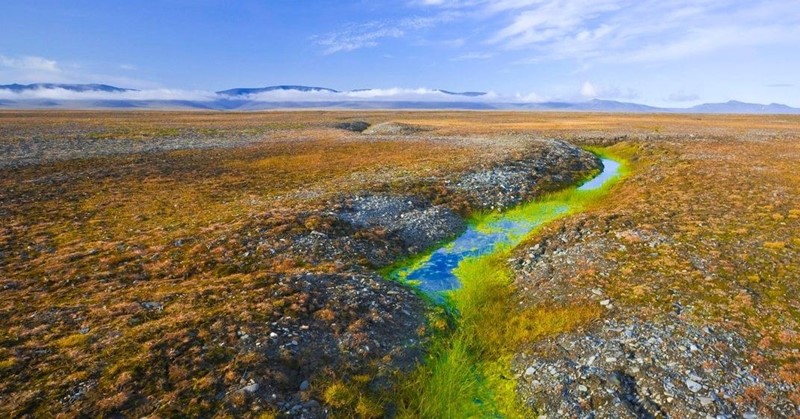 Arktička tundra u toplo proljeće: sve cvjeta i buja, a napose odmrznuti virusi i bakterije