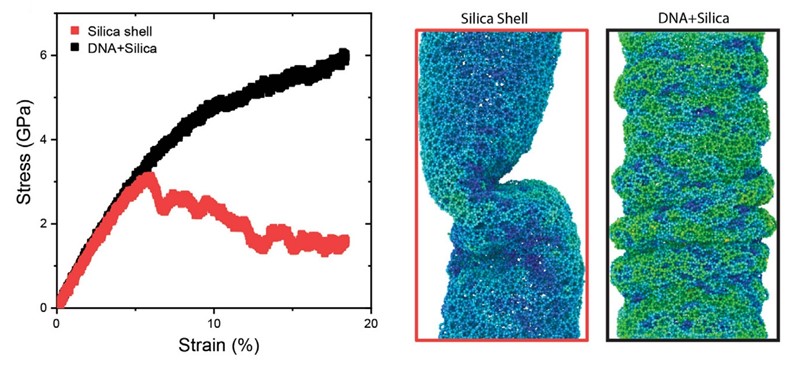 Molekulsko modeliranje strukture SiO2 (silica shell) otkriva da joj se dodatkom DNA poboljšava otpornost na tlak