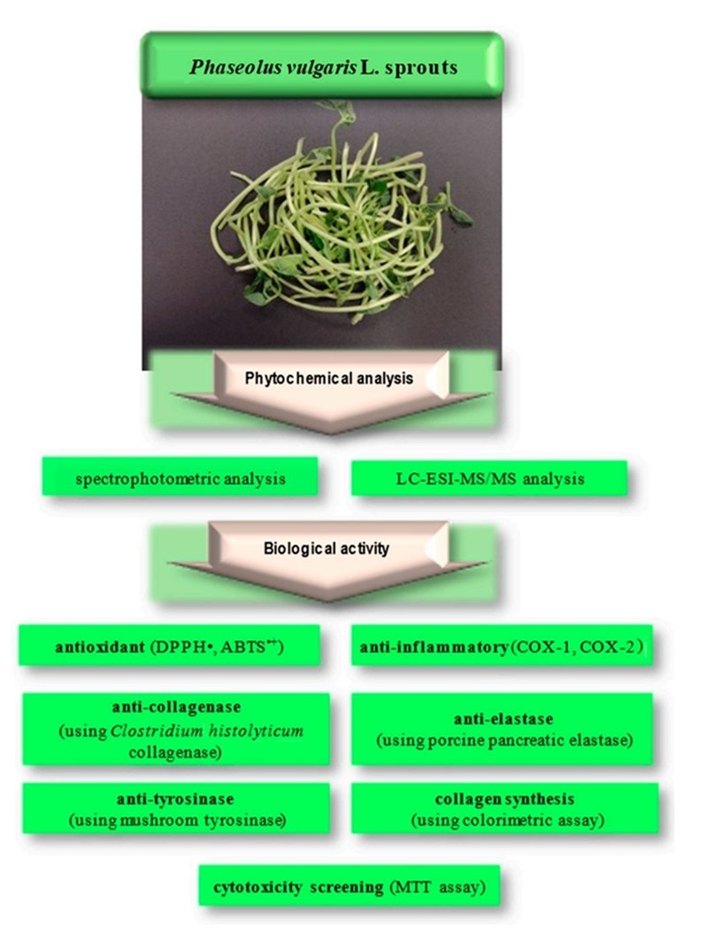 Analiza klica graha (Phaseolus vulgaris L.)