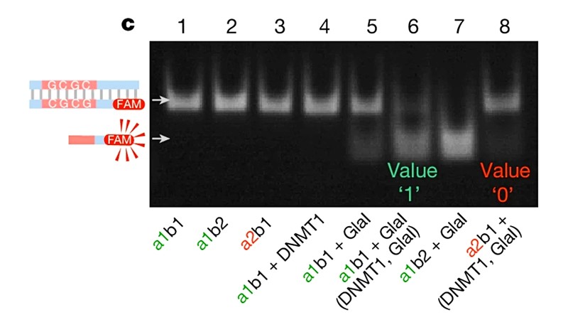 Test pomaka gela otkriva različita stanja metilacije 📷 Zhang, Wu, Sun, Lin, Liang, Teng, Liu, Ouyang, Qian & Yan