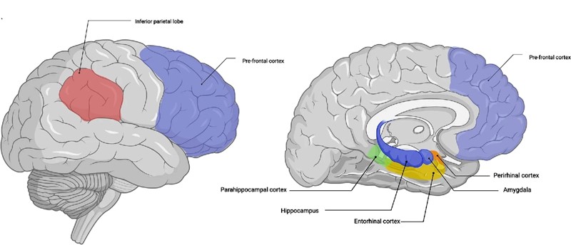 Regije mozga za koje se zna da su uključene u procesiranje što, gdje, kada i zašto 📷 Fernanda Morales-Calva i Stephanie L. Leal