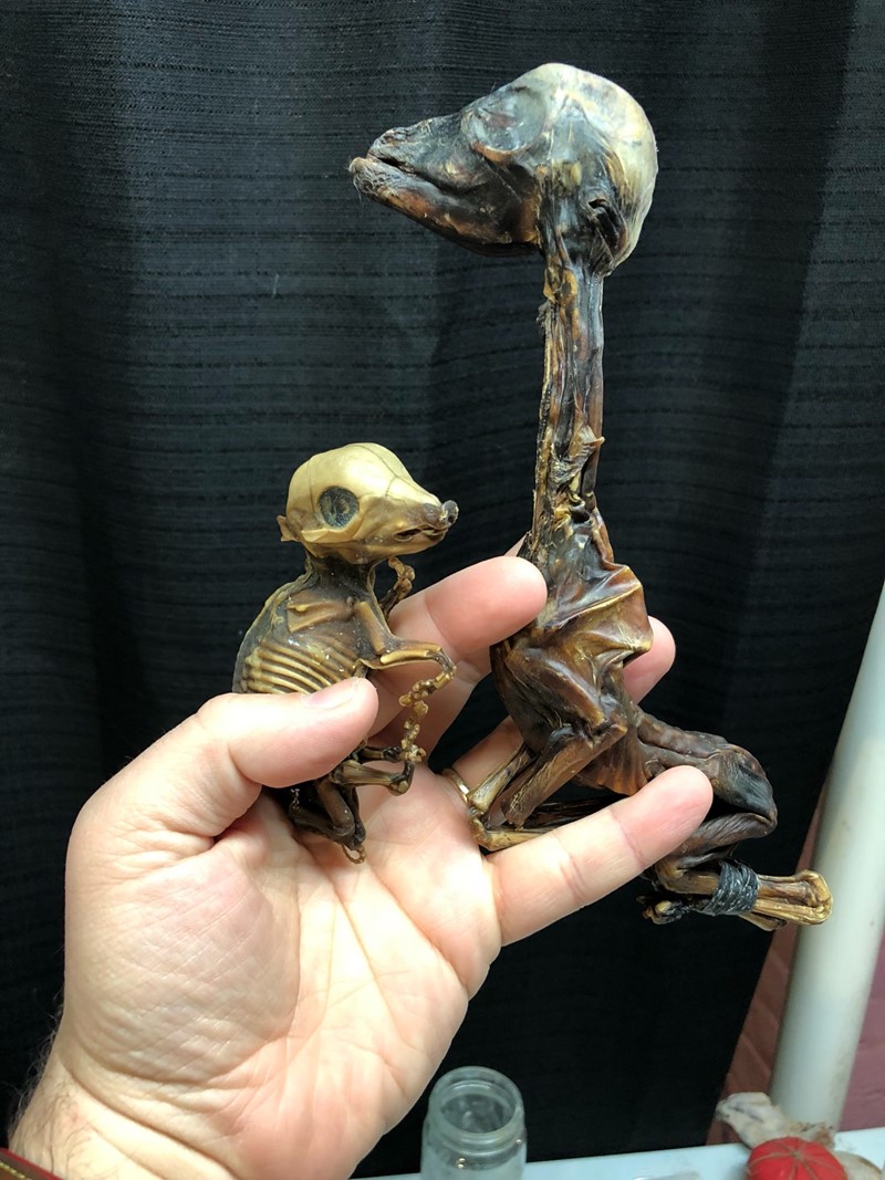 Atacama je vrlo hladna i suha pustinja s velikom nadmorskom visinom, radi čega se u njoj leševi životinja često mumificiraju, a ne raspadnu.