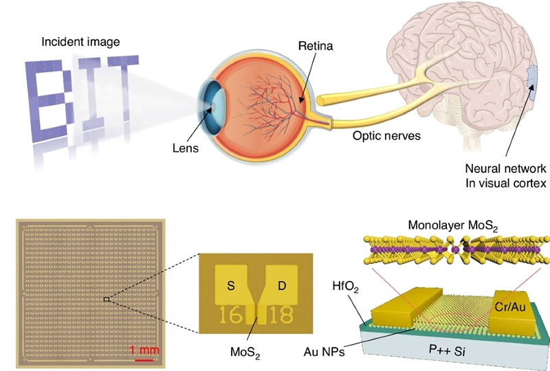 Sustav ljudskog vida i niz umjetnih sinaptičkih uređaja 📷 BIT