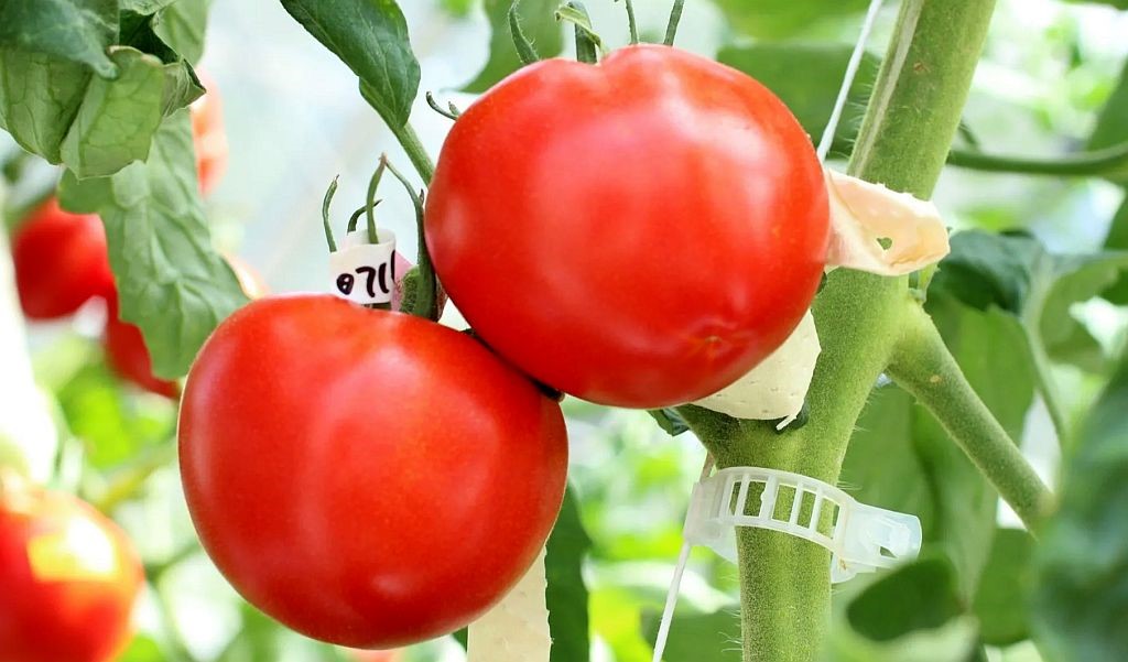 Zdravlje iz povrća: rajčicom protiv visokog tlaka