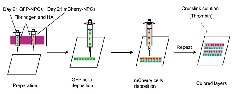 Princip rada nove tehnike ispisa 📷 Wisconsin-Madison  University