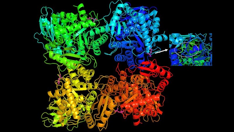 Shema prostornog rasporeda lanaca molekule biljnog fotosintetskog enzima RuBisCo iznimno je nalik na četiri uzajamno povezane molekule ovalbumina iz jajeta 📷 WikiMedia