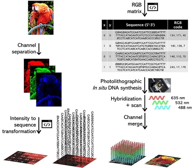 Skripta razdvaja digitalnu sliku u tri kanala boja (RGB) 📷 Kekić i Lietard, Journal of the American Chemical Society
