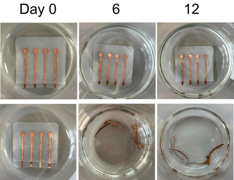 Živa plastika s parom kooperativnih enzima koji uništavaju plastiku 📷 Zhuojun Dai, Chenwang Tang i sur.