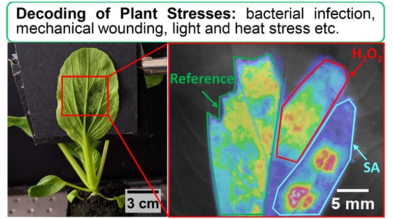 Poljoprivrednici bi ove senzore mogli koristiti za praćenje prijetnji njihovim usjevima i omogućiti im da reagiraju prije nego što usjevi propadnu  📷 MIT News