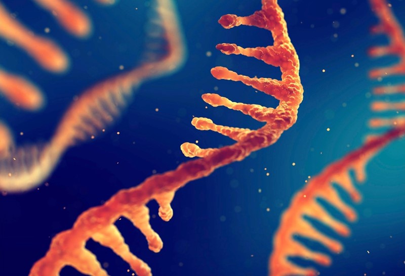 Dugovječne RNK igraju ključnu ulogu u održavanju stabilnosti genoma i nude uvid u starenje mozga i potencijalne terapije za neurodegenerativne bolesti 📷 FAU