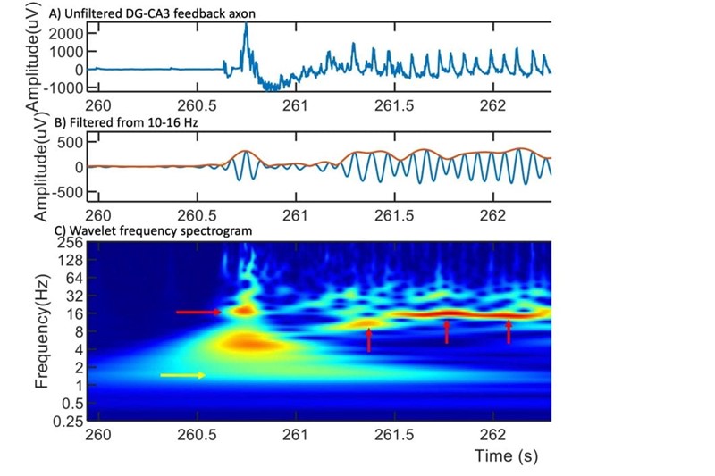 Frekvencije valova spavanja ugrađene u spori val u jednom aksonu 📷 UC Irvive