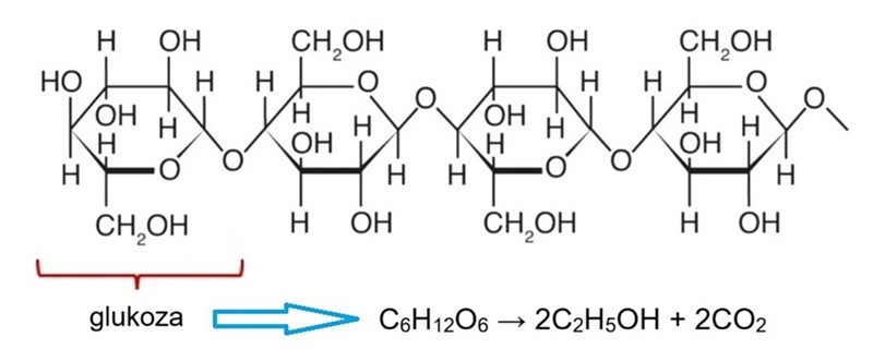 Enzim cijepa celulozu na glukozu koja potom djelovanjem kvasca prelazi u etanol