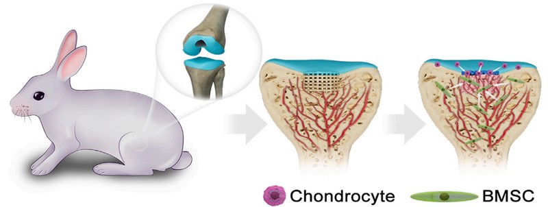 Ugradnja inplanta polimera PLLA i PHBV u hrskavicu kunića dovodi do njezine regeneracije