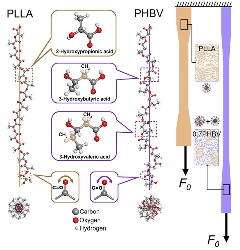 Sredstvo za obnavljanje hrskavice dobiva se raspršivanjem polimera PLLA u kopolimeru PHBV