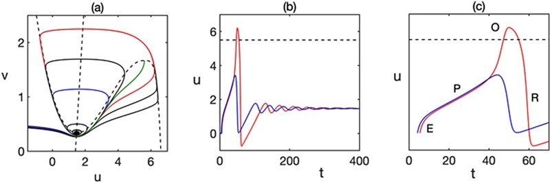 Plave i crvene krivulje označavaju anorgazmičke odnosno orgazmičke putanje
