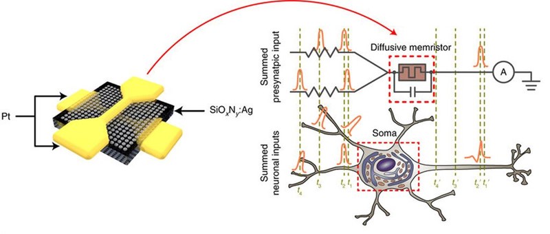 Umjetna sinapsa: memristorski sklop oponaša prijenos i sumiranje signala unutar živog neurona 📷 Jianhua/Yang