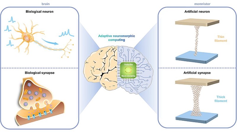 Memristor fizički oponaša neuronske mehanizme za obradu i pohranu podataka 📷 Yang