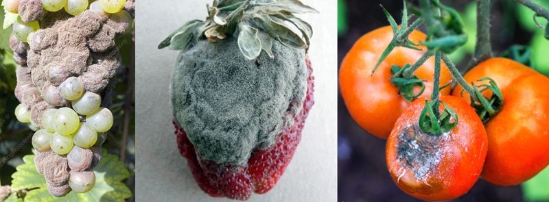 Siva plijesan (Botrytis cinerea) na rajčicama, grožđu i jagodama