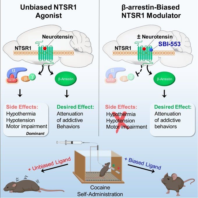 Shematski prikaz razlike između selektivnog i neselektivnog djelovanja molekula na NTSR1 receptor miševa ovisnih o kokainu: selektivna molekula putem beta-arestina (desno) ostvaruje terapijski učinak bez neželjenih nuspojava