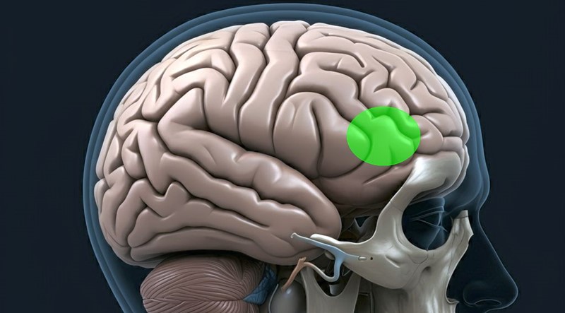 dlPFC, dorzolateralni prefrontalni korteks (označen zeleno), regija za racionalno ponašanje i samokontrolu