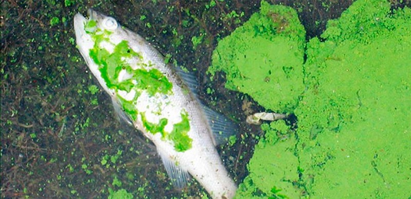 Cijanobakterije umnožene na površini jezera