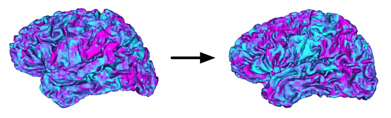 Aktivnost mozga dvoje ljudi koji gledaju isti nijemi film: algoritam pretvara moždanu aktivnost jedne osobe u predviđenu moždanu aktivnost druge  📷 Jerry Tang/UT Austin
