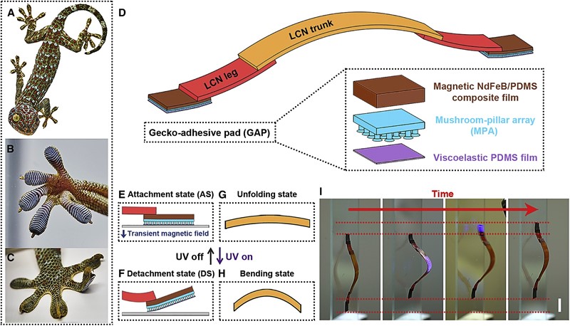 Polimerna traka koja reagira na svjetlost simulira izvijanje i rastezanje gusjenice, dok magnetni jastučići inspirirani gekonima imaju sposobnost hvatanja