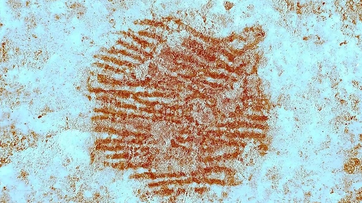 📷 (Autor: Álvarez-Alonso et al. 2025)
