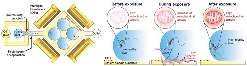 Pokretanje spermija na razini stanice izlaganjem ultrazvuku 📷 Monash University