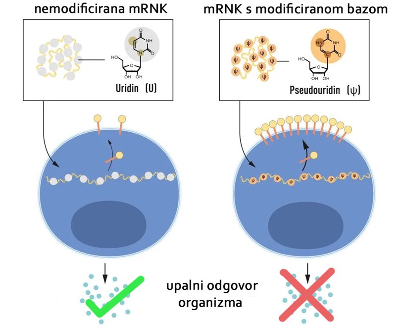 mRNA sadrži četiri različite baze, skraćeno A, U, G i C. Nobelovci su otkrili da se mRNA s modificiranom bazom može koristiti za blokiranje aktivacije upalnih reakcija (stvaranje signalnih molekula) i povećanje proizvodnje proteina kada se mRNA dostavi stanicama