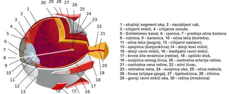 Vrlo pojednostavljen shematski prikaz osnovnih dijelova anatomije ljudskog oka. Za dijagnostiku putem "očitavanja iz oka" važne su zjenica, mrežnica, makula i žilnica. 📷 WikiMedia / obrada: Doc