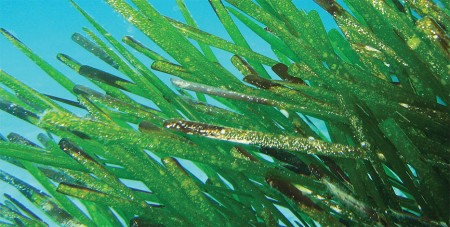 Posidonia oceanica