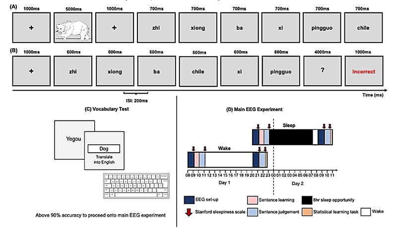 Minijaturni jezik Mini Pinyin temeljen je na mandarinskom, ali su mu gramatička pravila sličnija engleskom 📷 Cross, Helfrich, Corcoran, Kohler, Coussens, Zou-Williams, Schlesewsky, Gaskell, Knight, Bornkessel-Schlesewsky