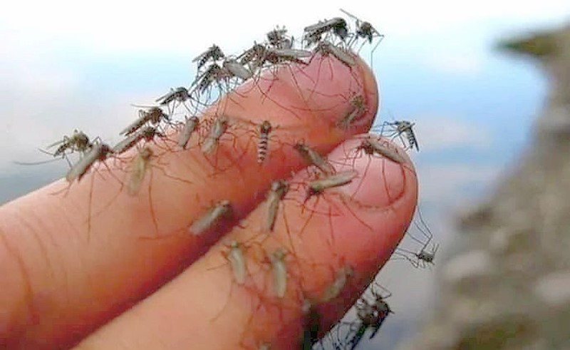 Tipična ljetna scena s lijeve obale Drave u Osijeku. 📷 Osijek News
