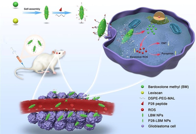 Bardoksolon metil, fitokemikalija sposobna za samosastavljanje u nanočestice vretenastog oblika, učinkovito cilja tumorske stanice, otkrili su kineski i američki istraživači