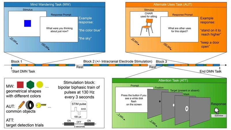 Mreža zadanog načina rada (DMN) i njena uloga u kreativnom mišljenju 📷 Bartoli, Devara i sur.