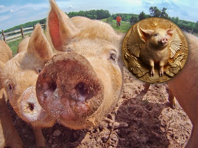 Pig NFT i digitalne svinje: ulaganje u budućnost proizvodnje hrane u Hrvatskoj