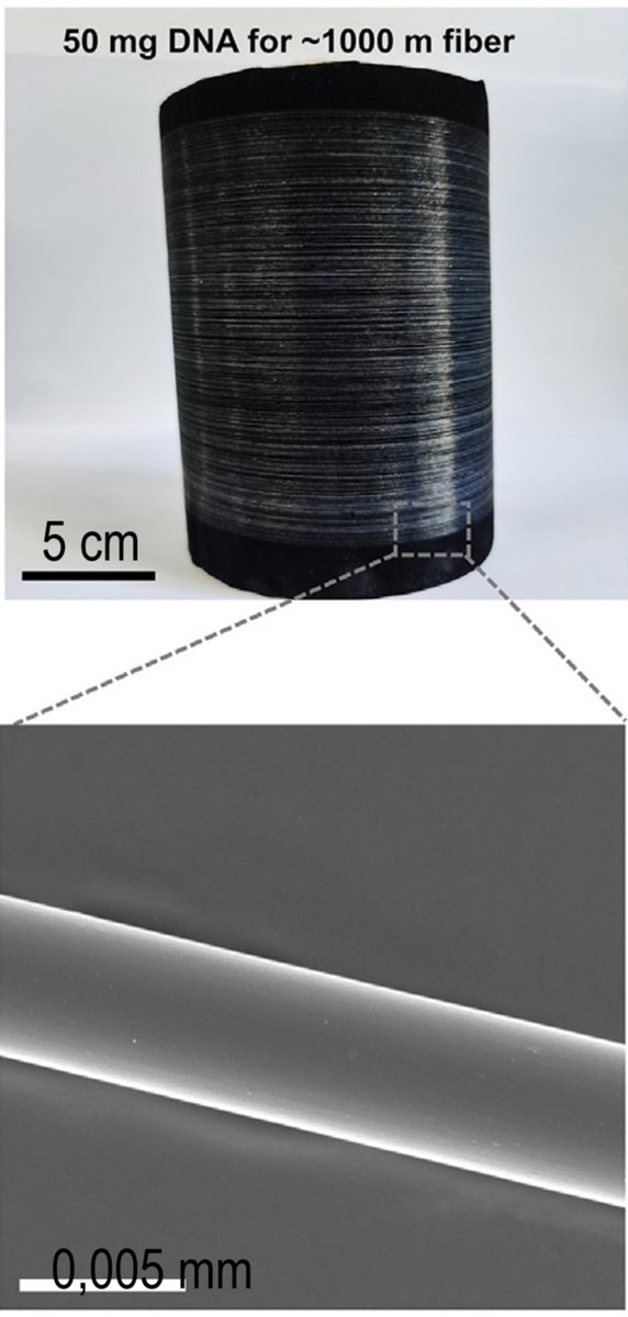 Nit od Mg-DNA namotana na kalem i pogledana kroz mikroskop