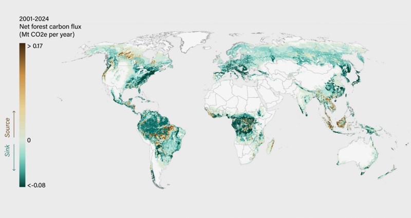 Nisu sve šume na svijetu jednake: dok su u nekim krajevima šume zaslužne za smanjenje razine CO2 u zraku, u drugim   je podižu