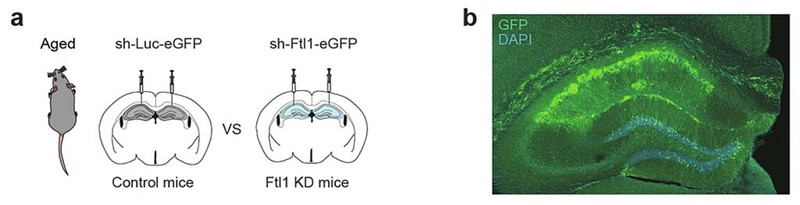 Slika 2. Stereotaktičke injekcije u hipokampus starih miševa: kontrola s GFP-om i skupina s utišanim FTL1 (knockdown); desno prikaz zaraženih neurona (GFP, zeleno). 📷 (c) Nature