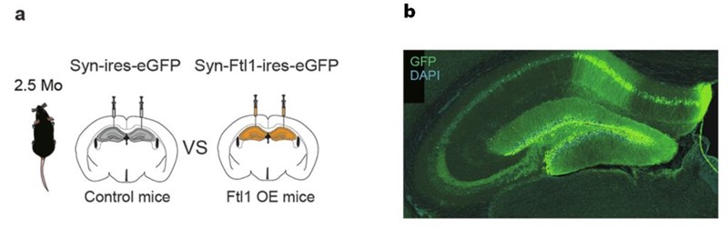 Slika 1. (a) Stereotaktičke injekcije u hipokampus mladih miševa: kontrola s GFP‑om i skupina s pojačanom ekspresijom FTL1; desno (b) - prikaz uspješno zaraženih neurona (GFP, zeleno). 📷 (c) Nature